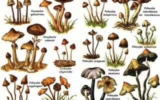 Псилоцибиновые грибы или мэджики: действие галлюциногеннов на человека