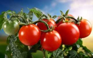 Нужны ли беременным помидоры и томатный сок