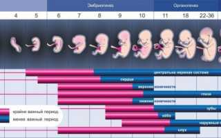 Беременность — чудо развития малыша