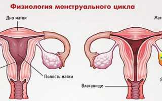 Беременность при грудном вскармливании: вероятность, признаки и влияние на лактацию