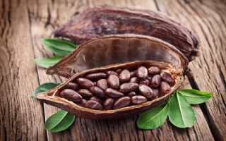 Какао при беременности: польза и возможный вред