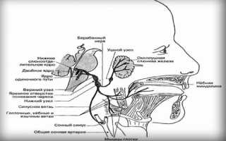 Языкоглоточный нерв: анатомия, функции, болезни