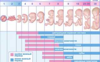 Обзор первого триместра беременности