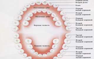 Что такое гипердонтия –  как выглядят «акульи» зубы у человека